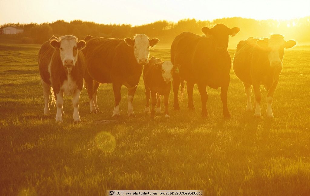 牛群圖片 生物世界的家禽家畜與農業種植技術開發