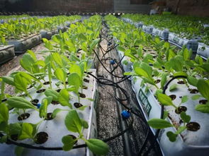 攜手企業(yè)界共同探索內(nèi)蒙古百歲園農(nóng)業(yè)種植技術(shù)開發(fā)