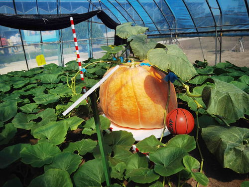 在北大荒，農(nóng)產(chǎn)品有“絕活兒”——農(nóng)業(yè)種植技術(shù)開發(fā)助推高質(zhì)量發(fā)展