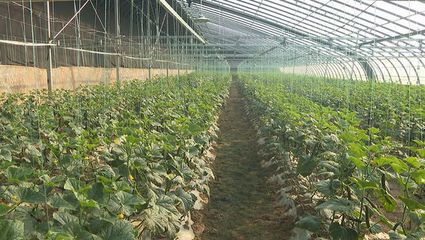 大荔縣 智能引領(lǐng) 機械賦能 全力打造農(nóng)業(yè)現(xiàn)代化新標(biāo)桿