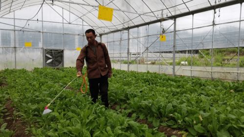 合作社+基地+農(nóng)戶 蔬菜種植技術(shù)開發(fā)引領(lǐng)45名貧困人口就業(yè)增收