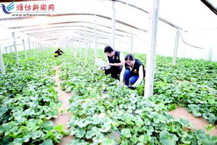 科技賦能，種植先行 以現代農業技術開發助推鄉村振興