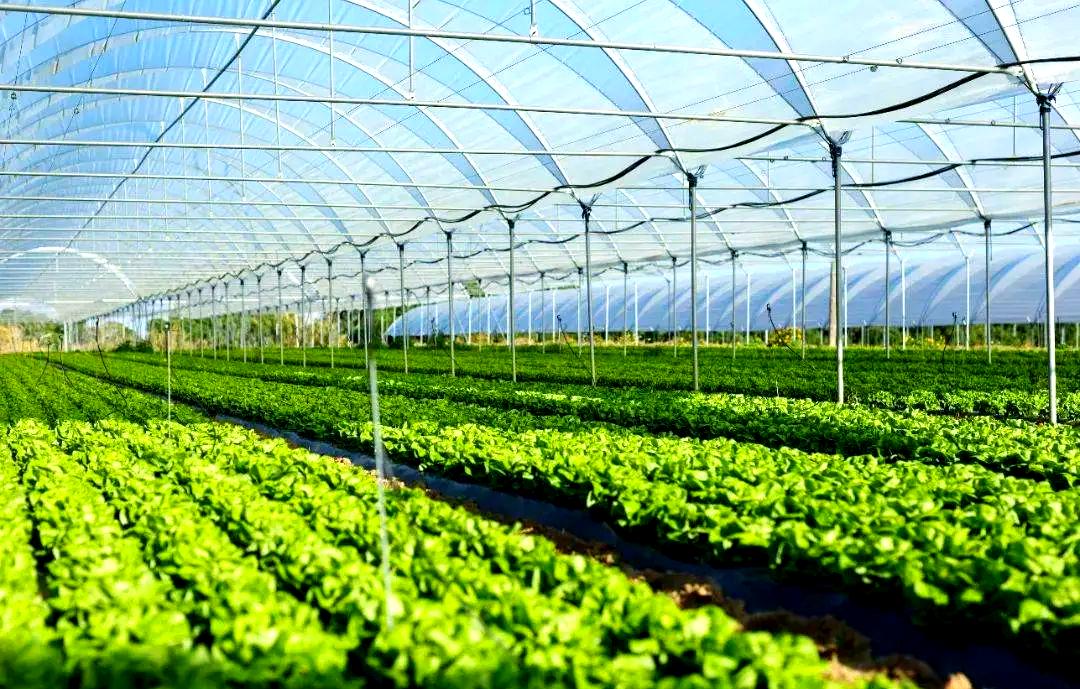 蔬菜集約化種植技術的演進與當代農業開發的挑戰