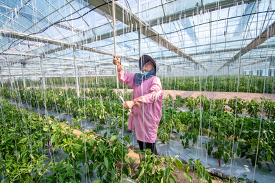 金溪農旅融合 技術賦能繪就鄉村增收新圖景