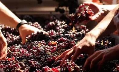 從葡萄酒加工視角，解析高端紅酒與低端紅酒的根本區別